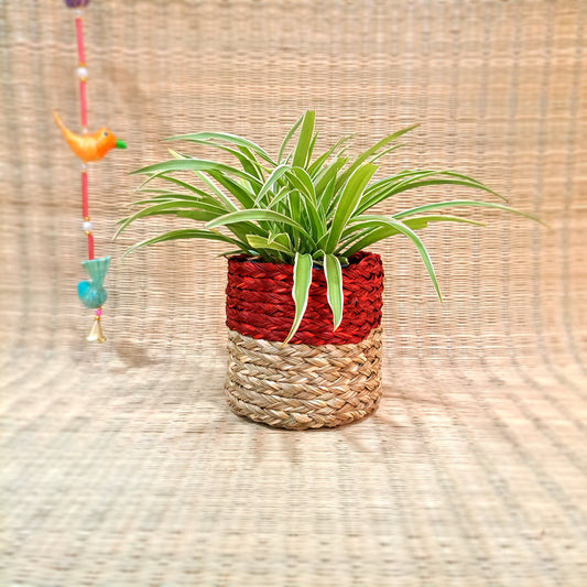 Sabai Planter 5"x5"