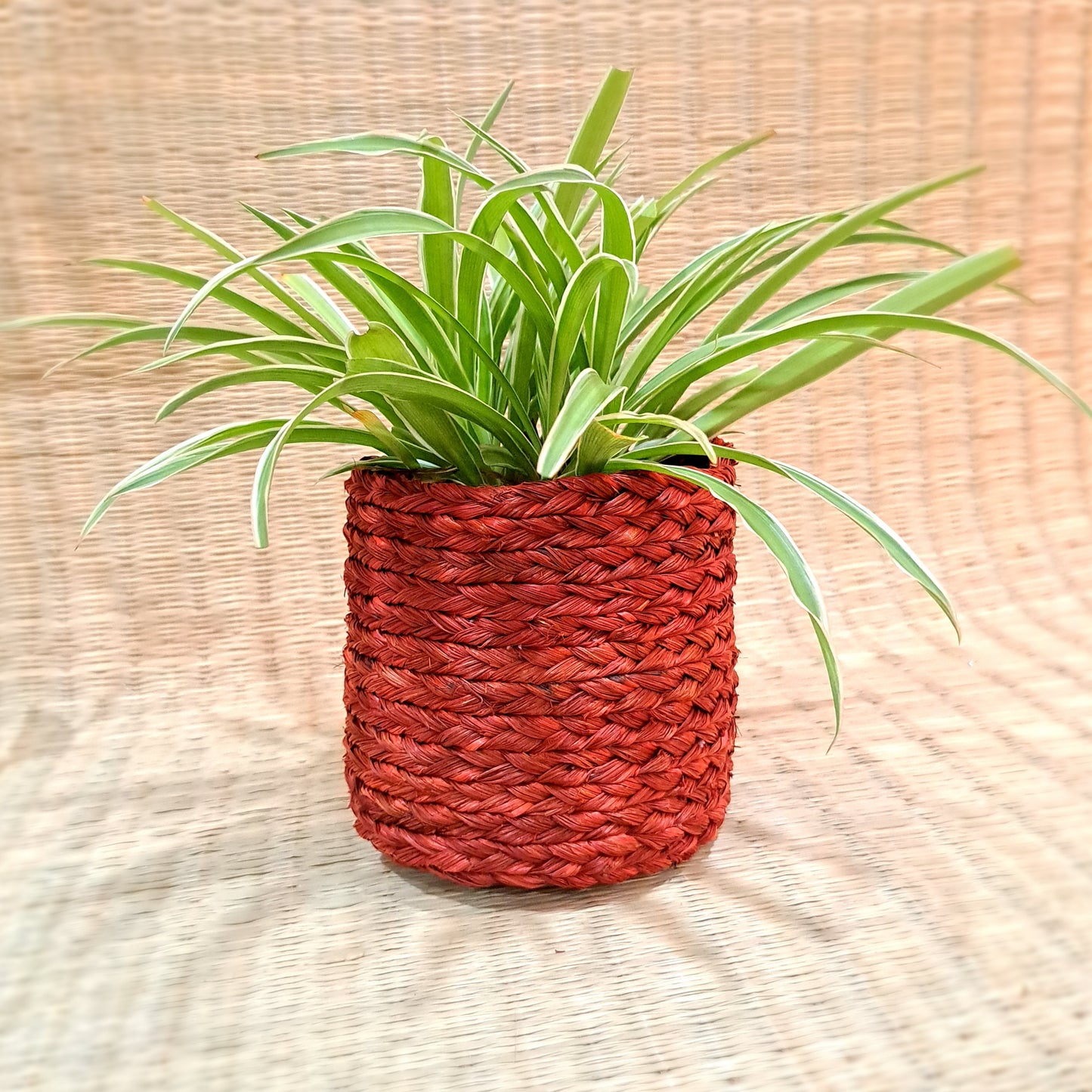 Sabai Planter 5"x5"