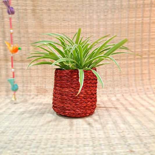 Sabai Planter 5"x5"